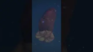 Deep-sea friends showing off 💫 