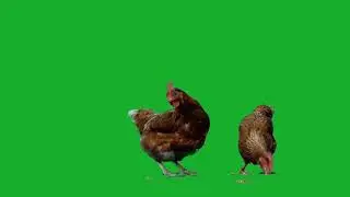 CHICKEN=green screen video| green screen animation |chroma key |green screen effects