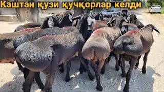 Қузи қучқорлар Дахшатлари келди