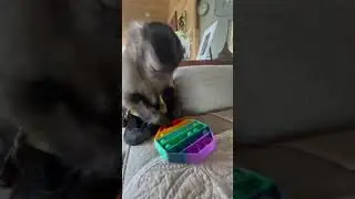 Попыт и обезьяна 😂