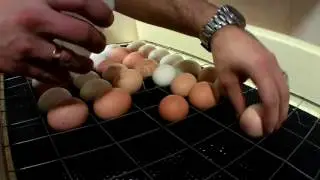 Инкубатор Золушка(98 яиц) (мой фильм о сборке,закладке и выводе)
