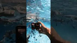 Diving just hits different with #Insta360AcePro 🙌 #Insta360 #Insta360Diving #freediving #shorts #fyp