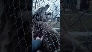 Giant wolf wants to be friends! 