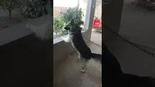I am Grayson, I am so angry dog 😡 