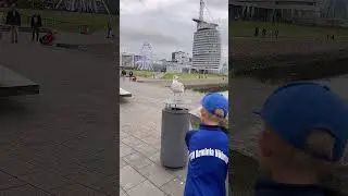 Чайка на берегу северного моря в Bremerhaven #shorts #чайка#рекомендации#рек#реки#германия