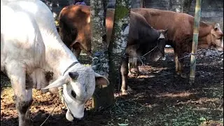 BERKURBAN DI HARI RAYA IDUL ADHA & MELIHAT PROSESI SINGKAT PENYEMBELIHAN HEWAN KURBANNYA KAKAK ALFAN