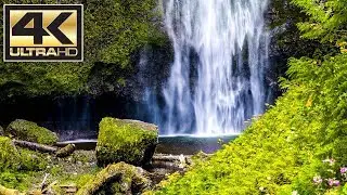 Portland Tropics | Leica 10-25mm f1.7 FOOTAGE // 4K