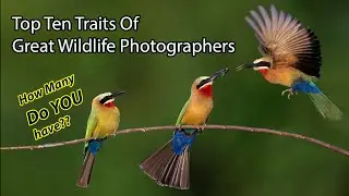 Top Ten Traits Of Great Wildlife Photographers