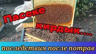 Опасное южное пчеловодство- тотальная гибель пасеки