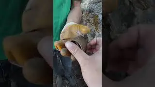 Osmanlı Döneminden Kalma Defineyi Çıkardık !!