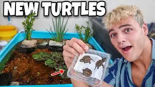 BUYING *NEW* BABY TURTLES for mini POOL POND!!