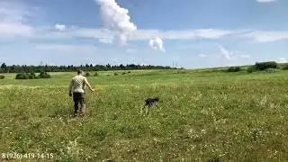 Тест шестимесячного щенка по перепелу