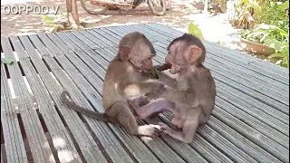 OMG, what are they Doing ? Monkey Janny Meeting Monkey  Shally