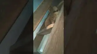 Lagi main naik tangga sama Chimy. 