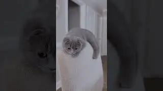 Знакомимся с котиком 