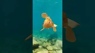 La roca y los peces 🪨🐠 | Iker Unzu