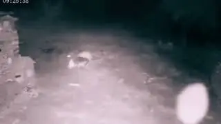 5 Волков убили и разорвали Кангала.