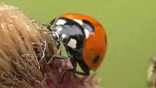 WHY IS THE LADYBUG A BRIGHT OUTFIT || THE LIVING EARTH ©