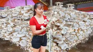Harvesting Oyster Mushroom goes to market sell - Taking care of pigs & chickens | New Free Bushcraft