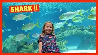 Visiting OdySea Aquarium in Scottsdale Arizona