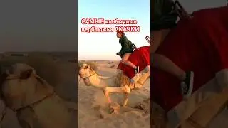 Самые НЕОБЫЧНЫЕ верблюжьи скачки в мире