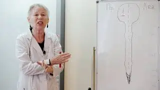 Лекция по неврологии - Брагина Ирина Владимировна