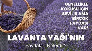 Lavanta Yağı'nın Faydaları Nelerdir? 
