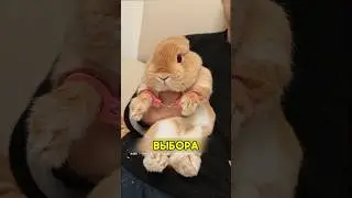 Зубастый кролик 