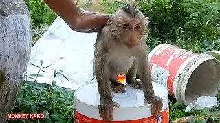 Awesome Monkey!! Daddy Change Diaper And Bathing For Monkey Kako | Monkey Change Diaper