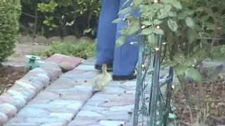 Daisy Duck