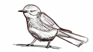How to Draw a bird in less than 3 minutes