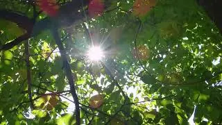 4K Sun Rays Panoramic View Motion Background  screen animation | | screen effects