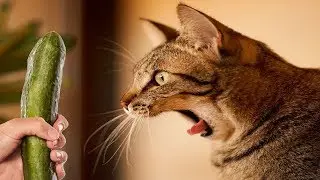 ВиДюШкИ пРиКоЛюШкИ