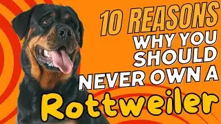 10 Reasons Why You Should NEVER Own a Rottweiler 🐶🚫