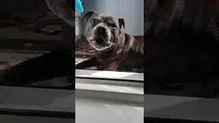 Стаффбуль Бэк греется на солнышке ☀️ 