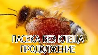 ВАРРОАТОЗ ПОЗДНЯЯ ОСЕНЬ.обработка продолжение.