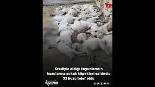 Krediyle aldığı koyunlarının kuzularına sokak köpekleri saldırdı: 33 kuzu telef oldu