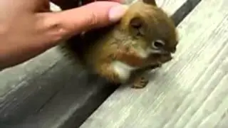 Бельчонок малыш
