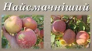 Яблуко Фуджі