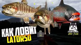 Русская рыбалка 4.🎣🦈 р. Яма 🐬🐬🐬💦 КАК ЛОВИТ LATORSO 👀