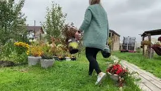 Где будут зимовать гортензии в горшках