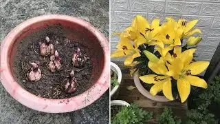 How to grow and care for lilies in pots at home | how to grow lilies