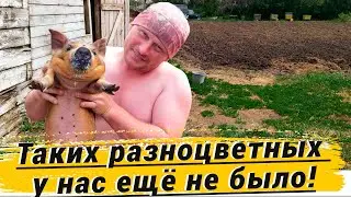 Таких разноцветных у нас ещё не было.Купили 4 поросёнка. Сделали поилку для телят. Жизнь в деревне.