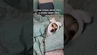 КОГДА ХОЗЯИН НАШЕТ ТВОЮ КУЧУ 💩