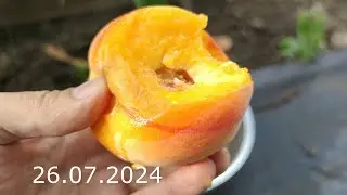 Peach Grafting Pruning Harvesting Full Development