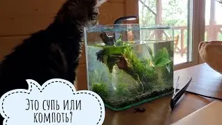 The owl is not visible, but it is there! Cloudberry cat wants to be friends with a fish