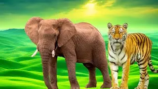 Animals Sound Effects: Tiger, Lion, Dog, Cat, Cow, Goat, Elephant, and More! p138