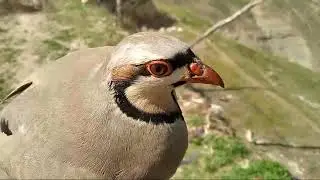 Кабк шикор модкабки аҷоибот қапидем