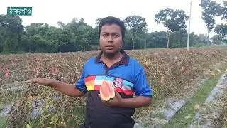 ব্লাক বেবি তরমুজ ১৫০ শতক জমিতে খরচ আড়াই লক্ষ টাকা