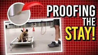 Training Your Dog Around Distractions Made Easy!